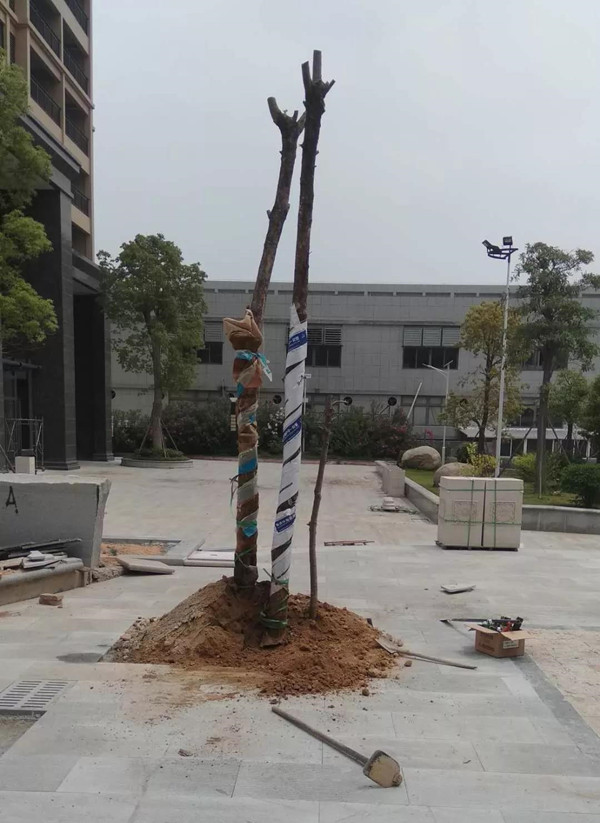 因为有你,枯木逢春(图一) 因为有你,枯木逢春(图一)