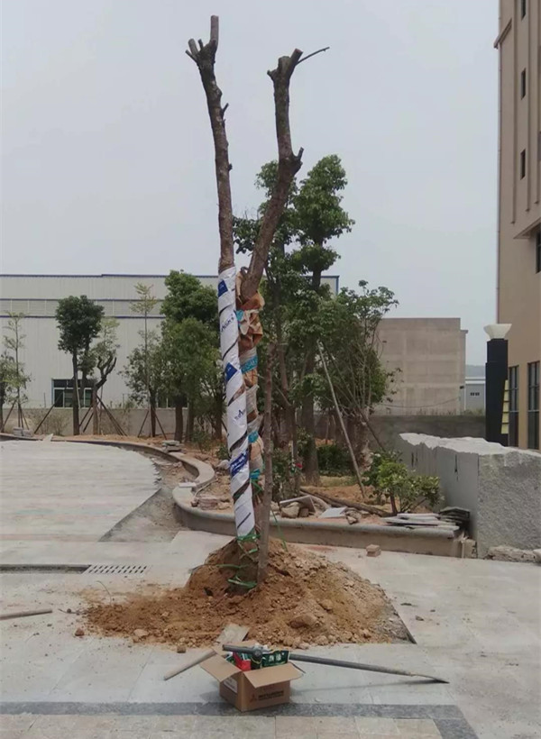 因为有你,枯木逢春(图二) 因为有你,枯木逢春(图二)