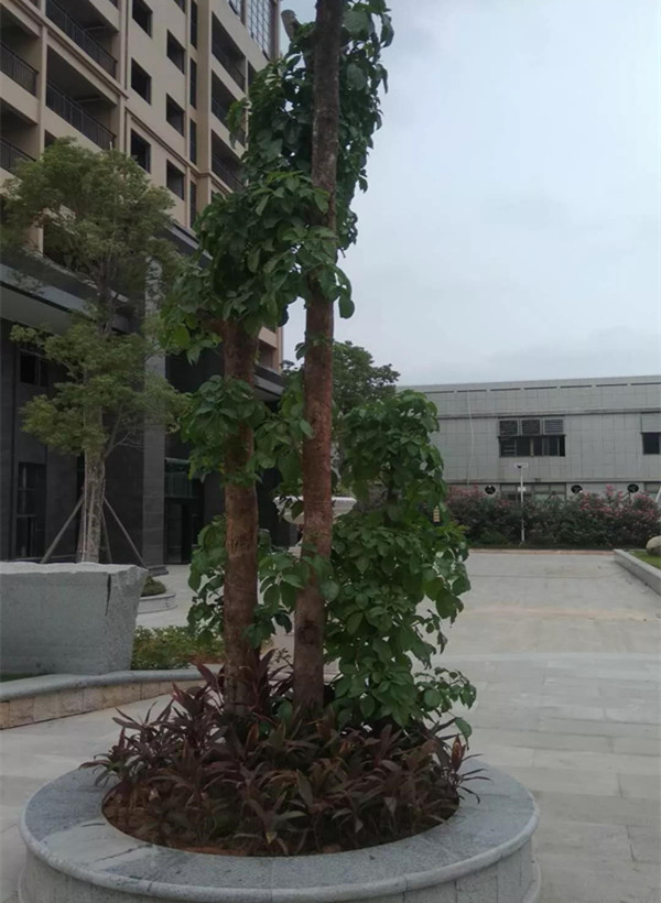 因为有你,枯木逢春(图五) 因为有你,枯木逢春(图五)