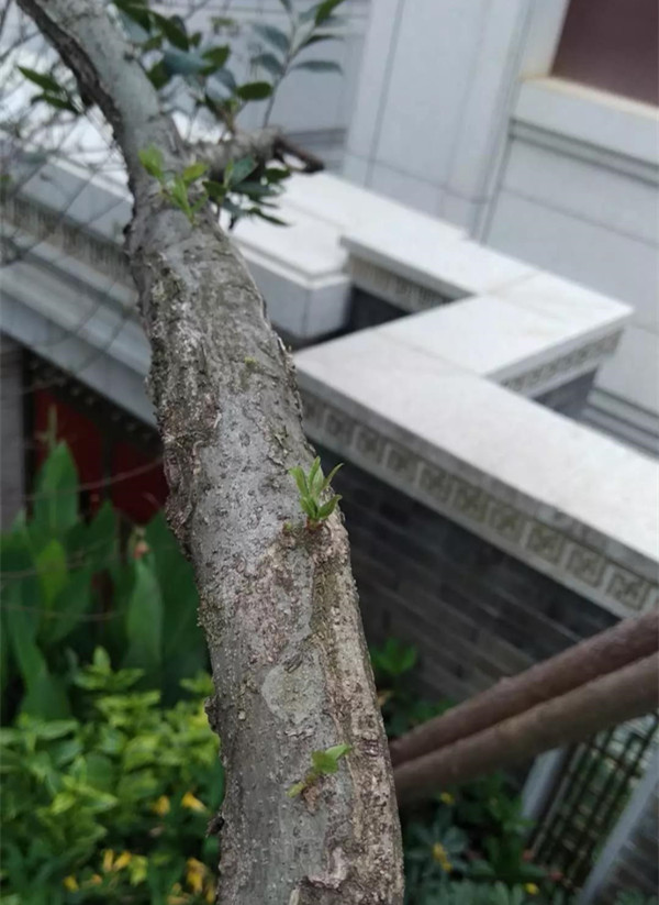 因为有你,枯木逢春(图十一) 因为有你,枯木逢春(图十一)