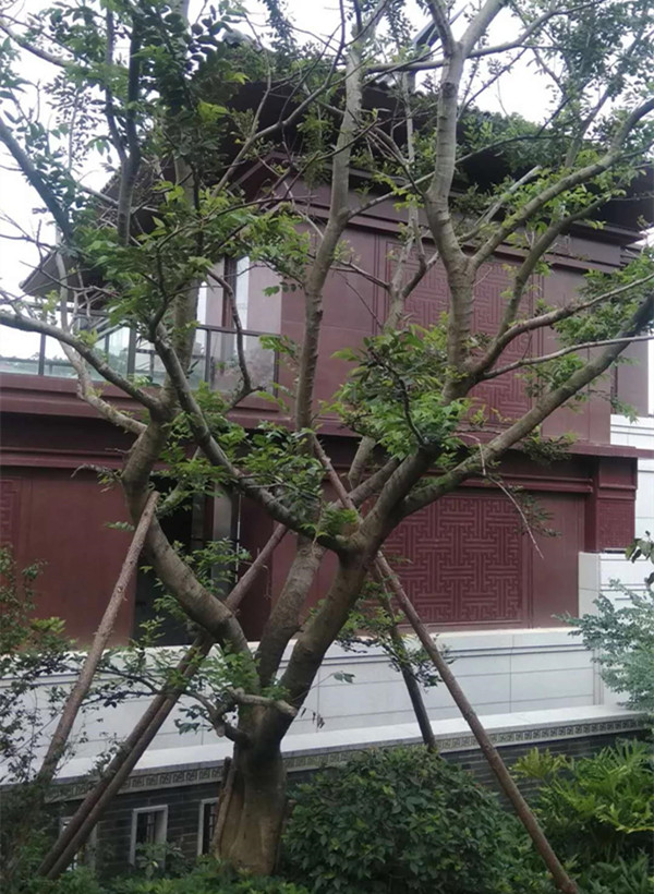 因为有你,枯木逢春(图十二) 因为有你,枯木逢春(图十二)