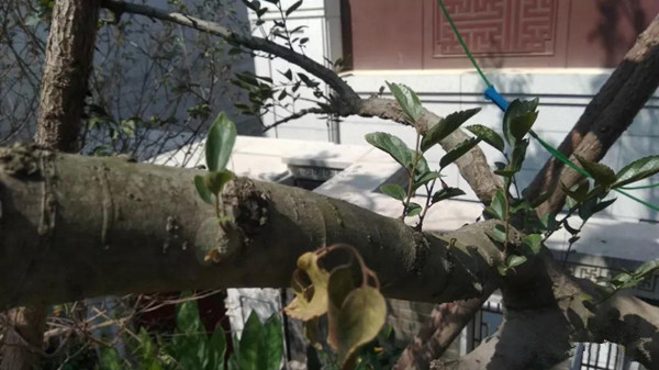 因为有你,枯木逢春(图九) 因为有你,枯木逢春(图九)