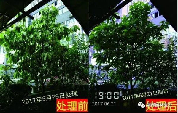 树木衰弱时有速效救心丸吗?(图五) 树木衰弱时有速效救心丸吗?(图五)