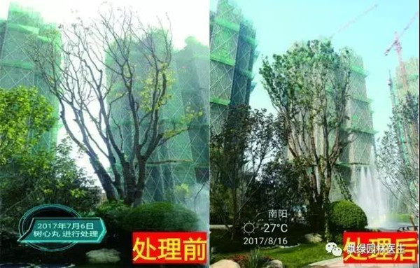 树木衰弱时有速效救心丸吗?(图六) 树木衰弱时有速效救心丸吗?(图六)