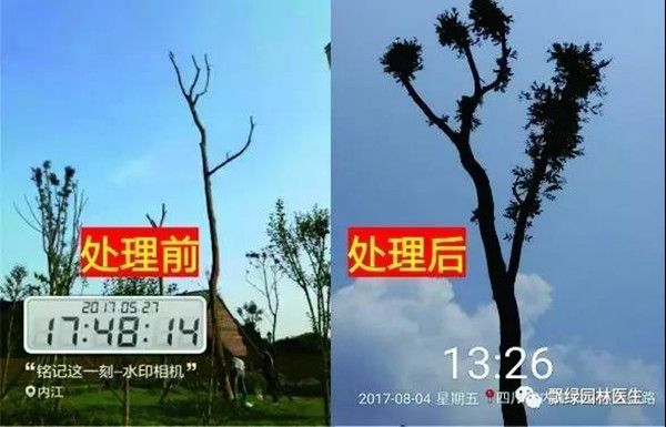 树木衰弱时有速效救心丸吗?(图七) 树木衰弱时有速效救心丸吗?(图七)