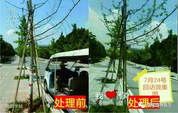 树木衰弱时有速效救心丸吗?(图八) 树木衰弱时有速效救心丸吗?(图八)