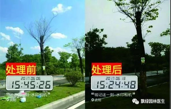 树木衰弱时有速效救心丸吗?(图九) 树木衰弱时有速效救心丸吗?(图九)
