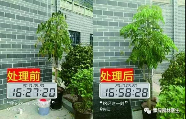 树木衰弱时有速效救心丸吗？(图十)