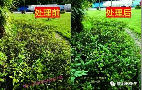 树木衰弱时有速效救心丸吗？(图十二)