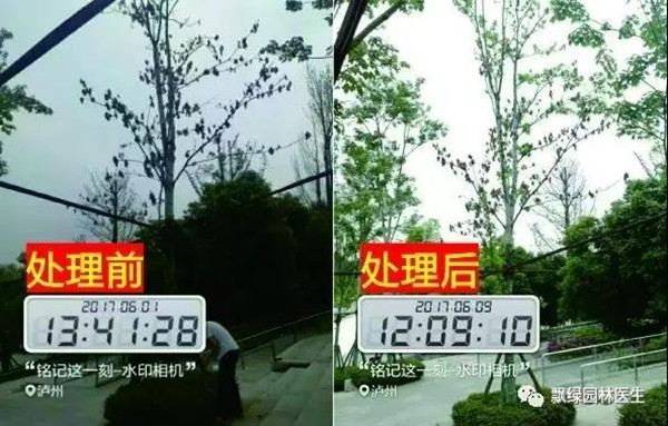 树木衰弱时有速效救心丸吗?(图十三) 树木衰弱时有速效救心丸吗?(图十三)