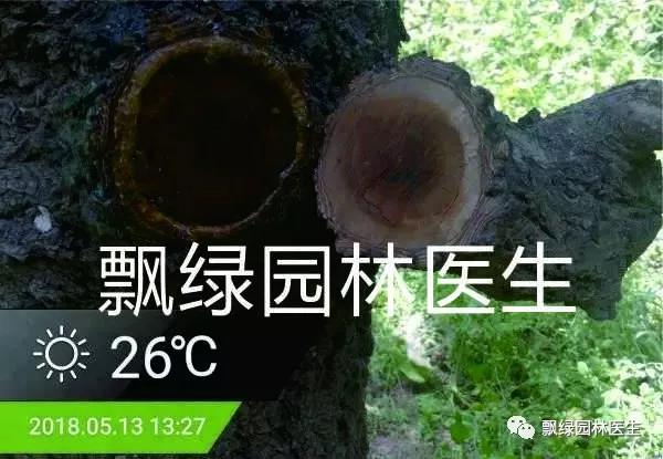 最新技术|植物克隆技术在植物伤口处理中的运用!(图六)