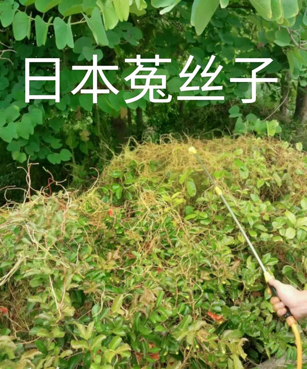 植物界“吸血鬼”你知道多少?一场让你意想不到的技术创新!(图一)