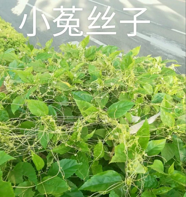 植物界“吸血鬼”你知道多少?一场让你意想不到的技术创新!(图二)