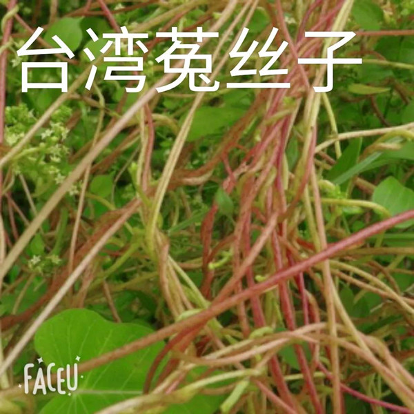 植物界“吸血鬼”你知道多少?一场让你意想不到的技术创新!(图三)