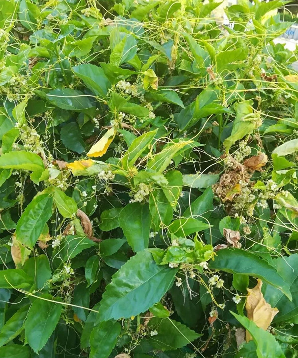 植物界“吸血鬼”你知道多少?一场让你意想不到的技术创新!(图四) 植物界“吸血鬼”你知道多少?一场让你意想不到的技术创新!(图四)