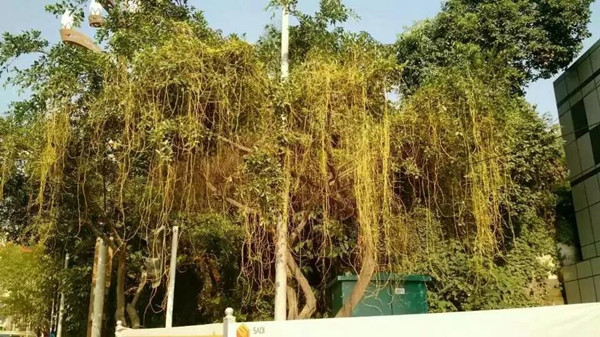 植物界“吸血鬼”你知道多少?一场让你意想不到的技术创新!(图五) 植物界“吸血鬼”你知道多少?一场让你意想不到的技术创新!(图五)