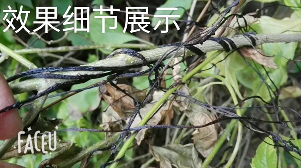 植物界“吸血鬼”你知道多少?一场让你意想不到的技术创新!(图七) 植物界“吸血鬼”你知道多少?一场让你意想不到的技术创新!(图七)