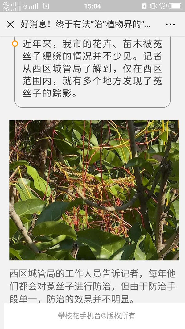 植物界“吸血鬼”你知道多少?一场让你意想不到的技术创新!(图八)