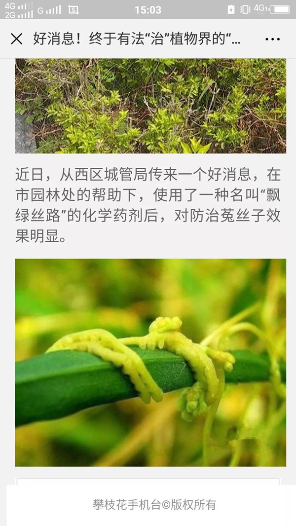 植物界“吸血鬼”你知道多少?一场让你意想不到的技术创新!(图九) 植物界“吸血鬼”你知道多少?一场让你意想不到的技术创新!(图九)