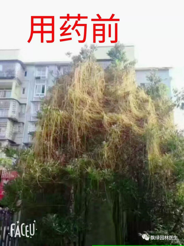 植物界“吸血鬼”你知道多少?一场让你意想不到的技术创新!(图十二) 植物界“吸血鬼”你知道多少?一场让你意想不到的技术创新!(图十二)