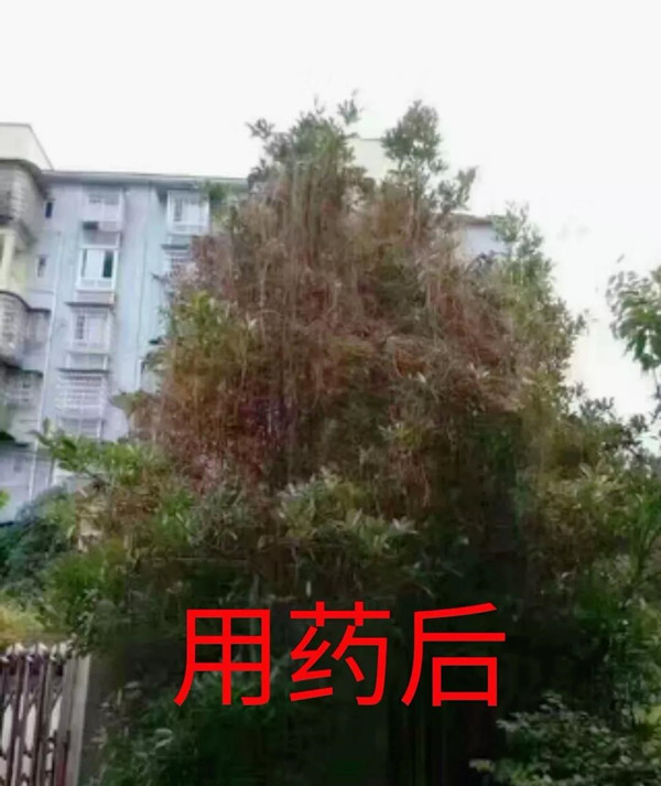 植物界“吸血鬼”你知道多少?一场让你意想不到的技术创新!(图十三) 植物界“吸血鬼”你知道多少?一场让你意想不到的技术创新!(图十三)