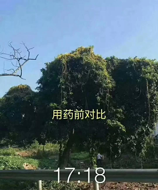 植物界“吸血鬼”你知道多少?一场让你意想不到的技术创新!(图十四)