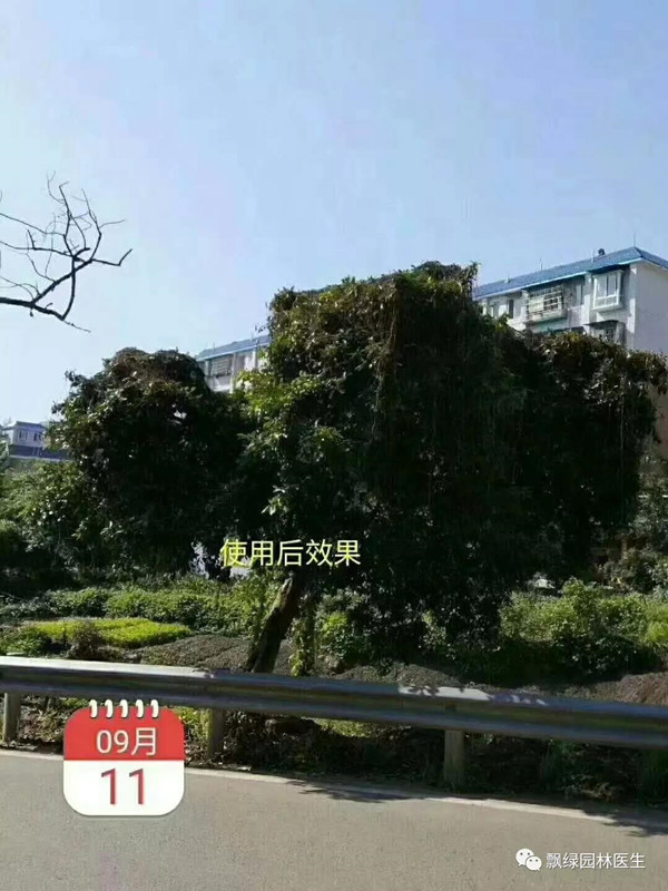 植物界“吸血鬼”你知道多少?一场让你意想不到的技术创新!(图十五)